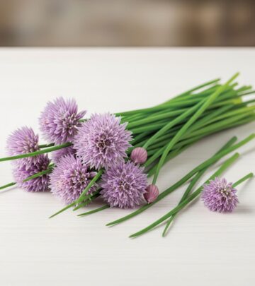 Comprehensive guide to chives: botanical classification, culinary uses, and contact allergen risks.